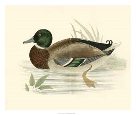 Ducks I by Tom Morris art print