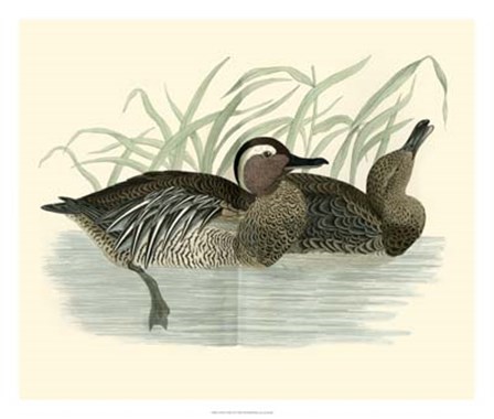 Ducks II by Tom Morris art print