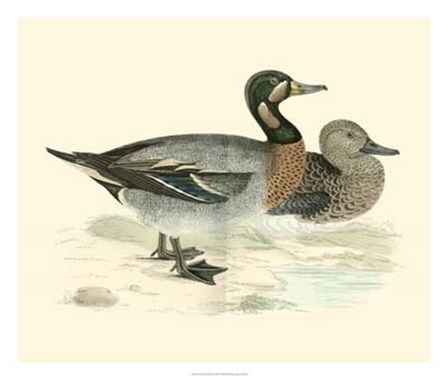 Ducks III by Tom Morris art print