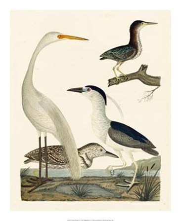 Heron Family II by Alexander Wilson art print