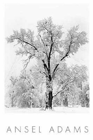 Oak Tree Snowstorm by Ansel Adams art print