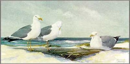 Resting Gulls by Jacqueline Penney art print