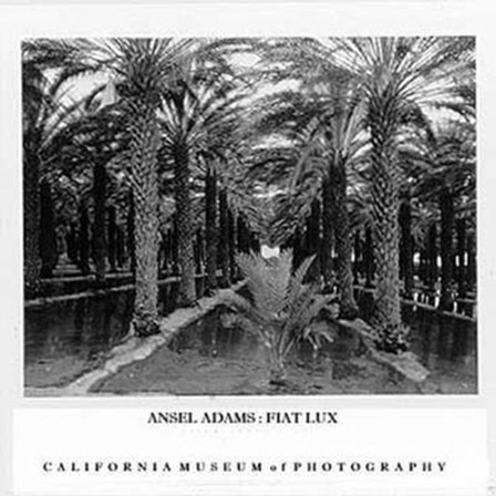 Palm Grove by Ansel Adams art print