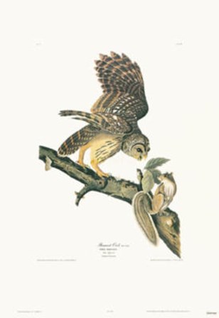 Barred Owl by John James Audubon art print