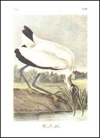 Wood Ibis by John James Audubon art print