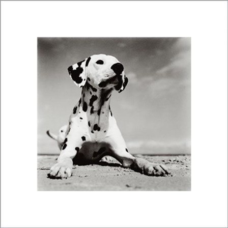 Dalmation Puppy by Brigit Utech art print