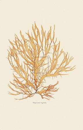 Halymenia Ligulata art print