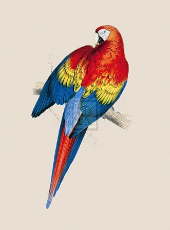 Red and Yellow Maccaw by Edward Lear art print