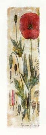 Papaver Rhoeas by Thea Schrack art print