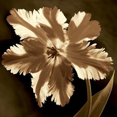 Parrot Tulip I by Caroline Kelly art print