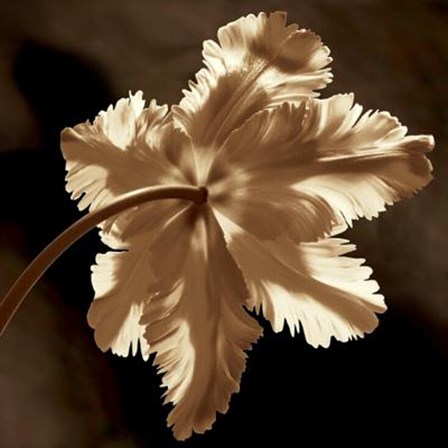 Parrot Tulip II by John Kelly art print