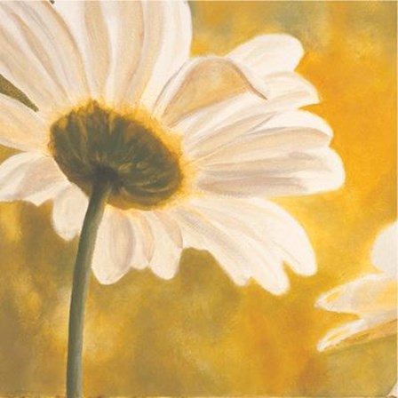 Marguerites Dans Le Soleil I by Pierre Viollet art print