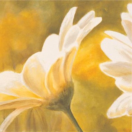 Marguerites Dans Le Soleil II by Pierre Viollet art print