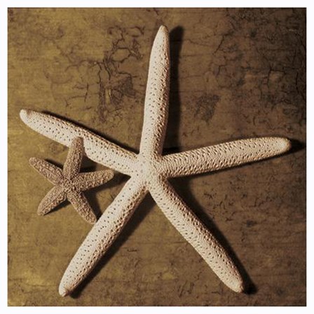 Starfish by Caroline Kelly art print