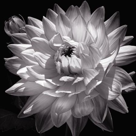 White Dahlia II by Caroline Kelly art print