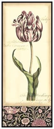 Baroque Tulip In Pink II art print