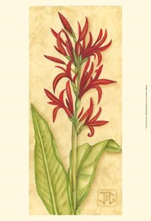Red Canna by Jennifer Goldberger art print
