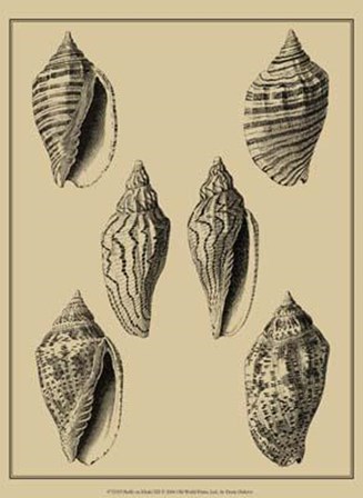 Shells On Khaki XII by Denis Diderot art print