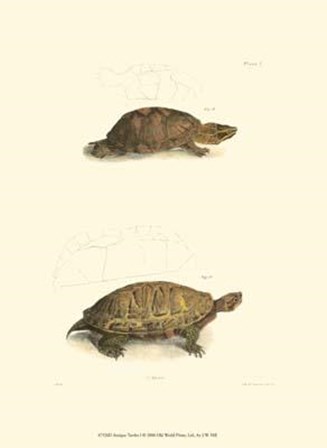 Antique Turtles I by John William Hill art print