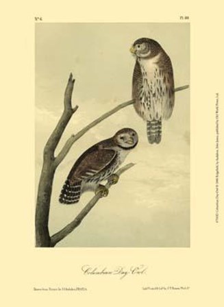 Columbian Day-Owl by John James Audubon art print