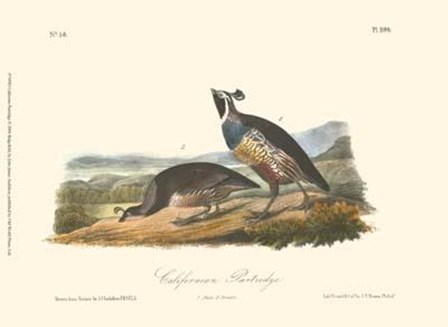 California Partridge by John James Audubon art print