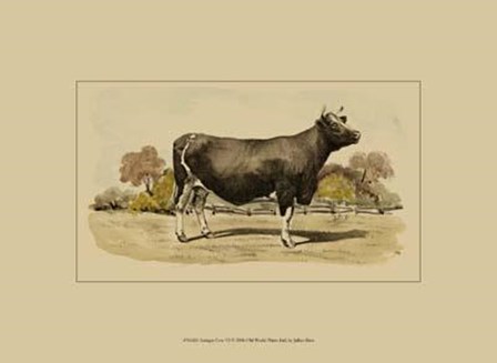 Antique Cow VI by Julian Bien art print