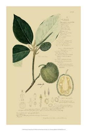 Descubes Tropical Fruits II art print