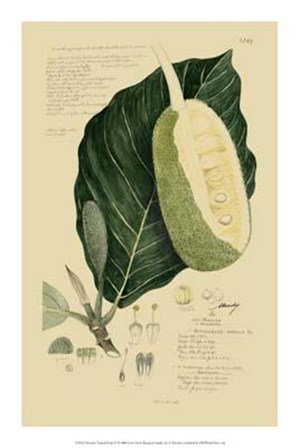 Descubes Tropical Fruits IV art print