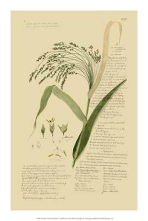 Descubes Ornamental Grasses V art print