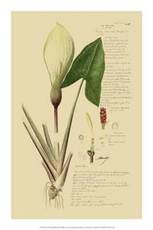 Descubes Aroid Plant III art print