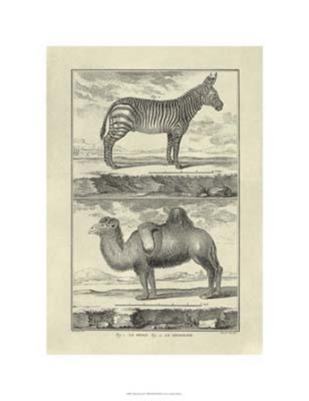 Zebra Camel by Denis Diderot art print