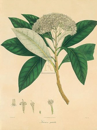 Unpublished East Indian Plants V by Nathaniel Wallich art print