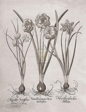 Botanical VI by Basilius Besler art print