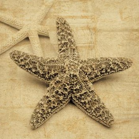 Starfish by John Seba art print