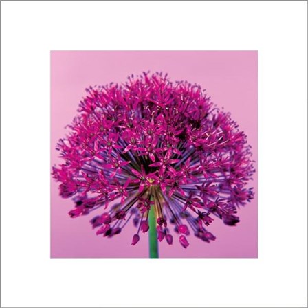 Pink Allium by Juliet Greene art print