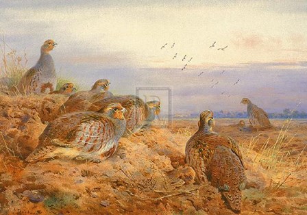 English Partridges by Archibald Thorburn art print