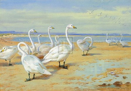 Whooper Swan by Archibald Thorburn art print