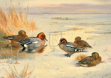 Wigeon and Teal by Archibald Thorburn art print