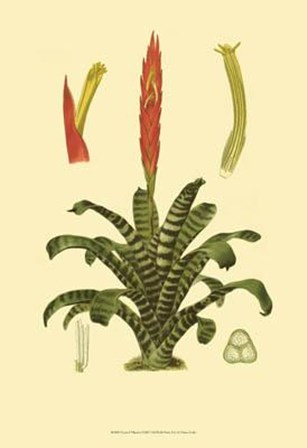 Tropical Tillandsia by Vision Studio art print