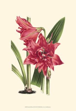 Amaryllis Blooms III art print