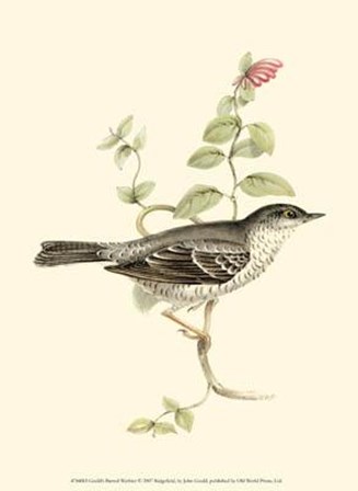 Gould&#39;s Barred Warbler by John Gould art print