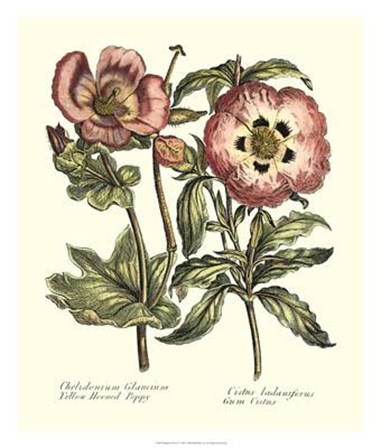 Framboise Floral IV by Sydenham Edwards art print