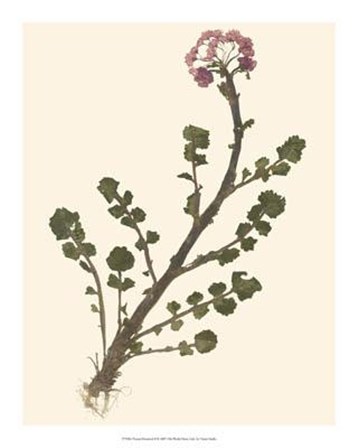 Pressed Botanical II by Vision Studio art print