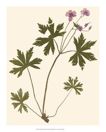 Pressed Botanical III by Vision Studio art print