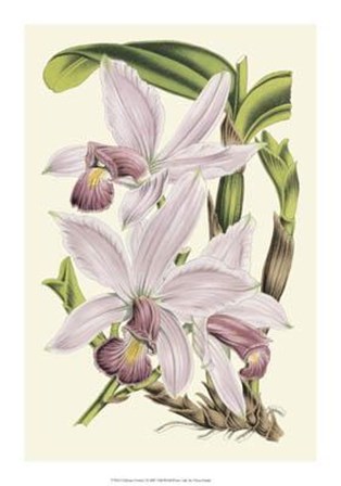 Delicate Orchid I by Vision Studio art print