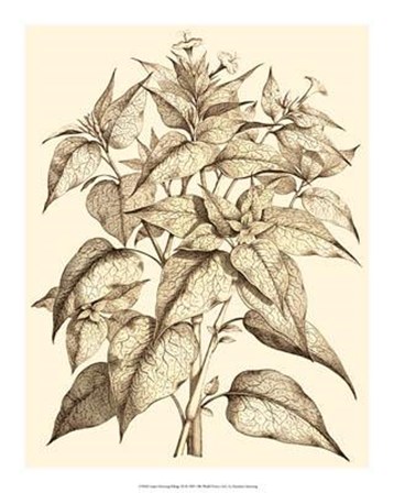 Sepia Munting Foliage III by Abraham Munting art print