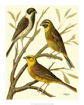 Domestic Bird Family I by W. Rutledge art print