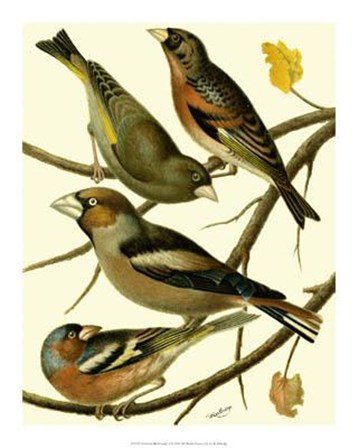 Domestic Bird Family II by W. Rutledge art print
