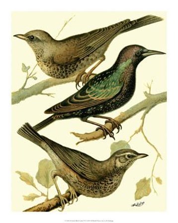 Domestic Bird Family IV by W. Rutledge art print