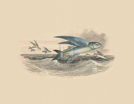 Flying Fish I art print